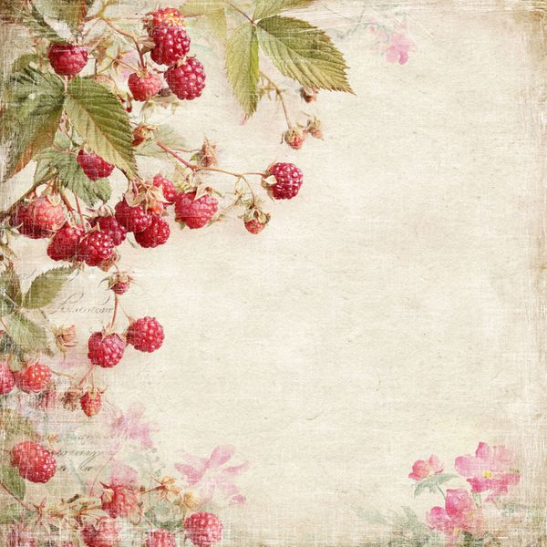 Summer Garden Collection - 6x6