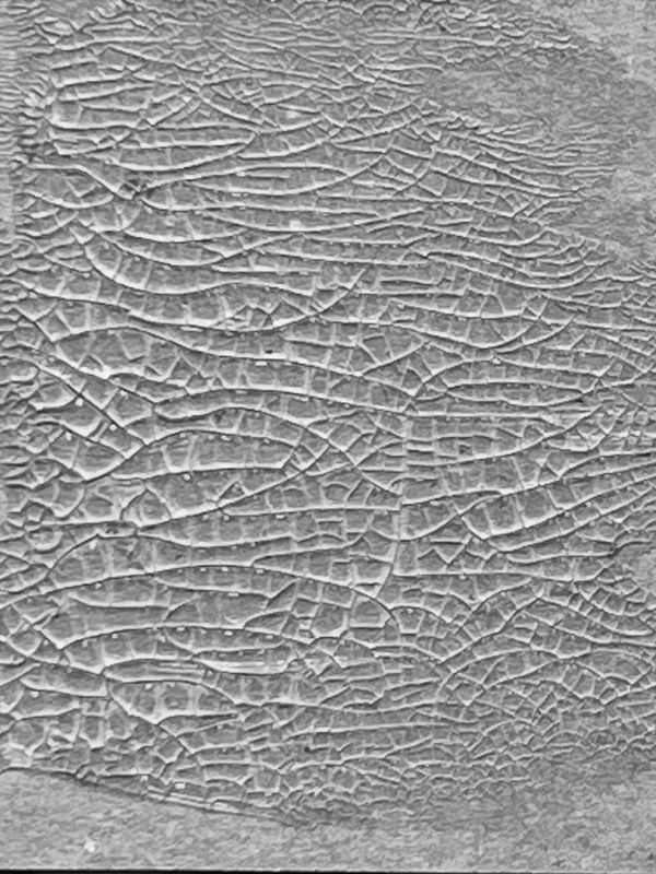Tim Holtz Distress Crackle Paste - translucent